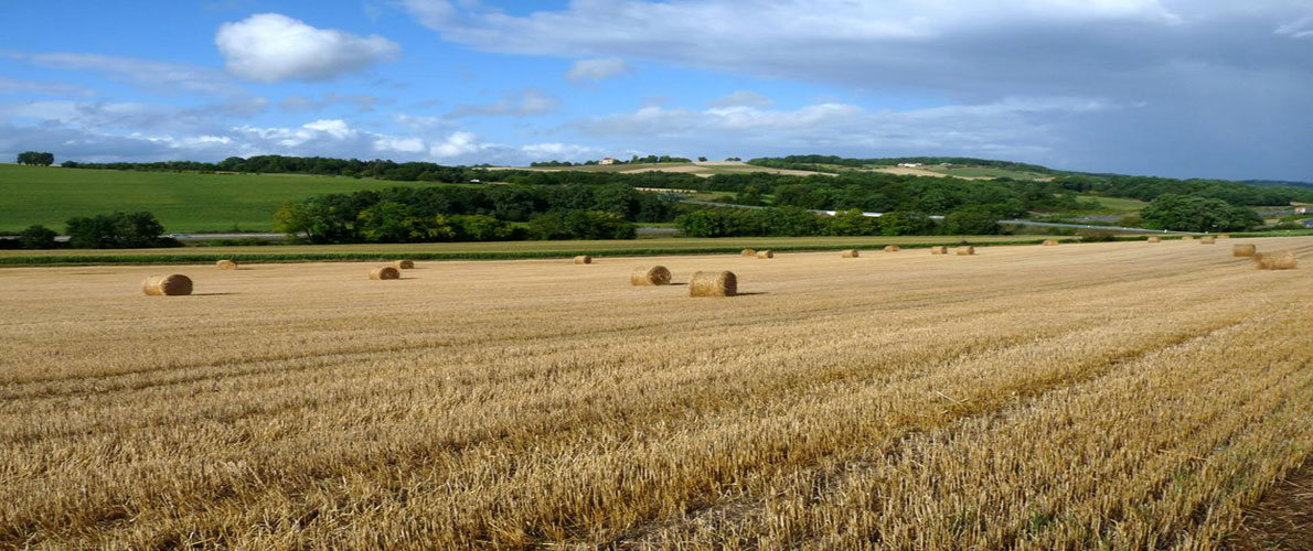  البليدة: متعاملون اقتصاديون مع فتح تصدير المنتوجات الزراعية 