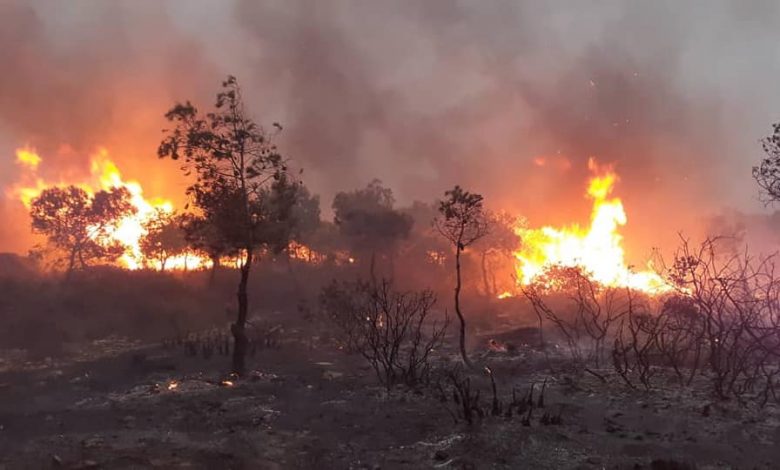 عين تموشنت: توقيف 3 أشخاص متهمين بإضرام النار بغابة القطيف