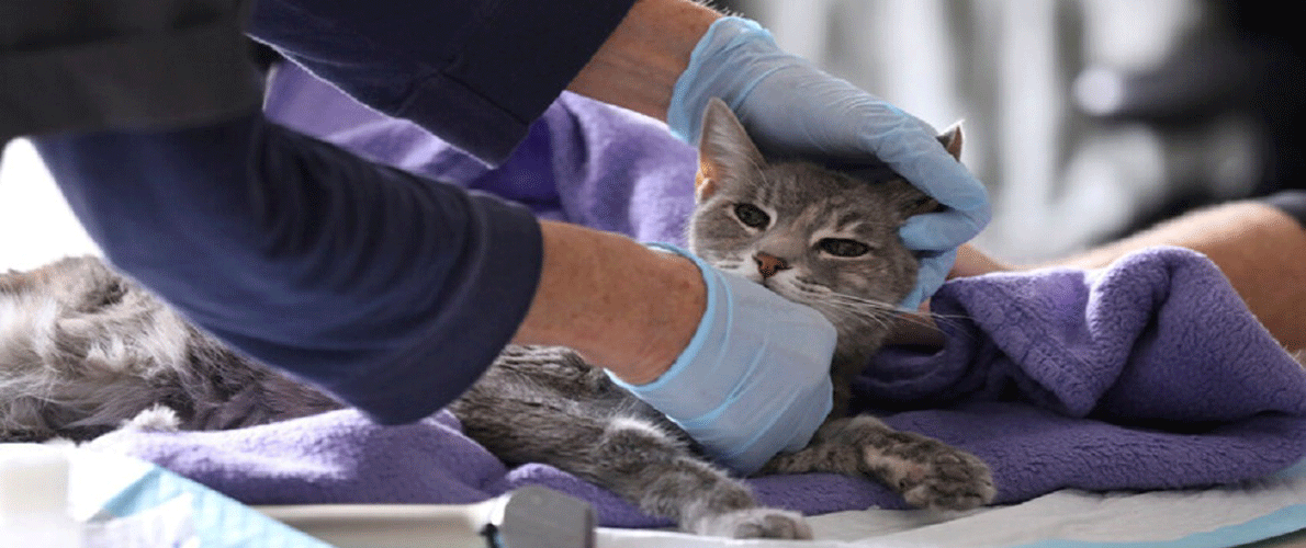 بريطانيا .. إصابة أول حيوان أليف بكورونا