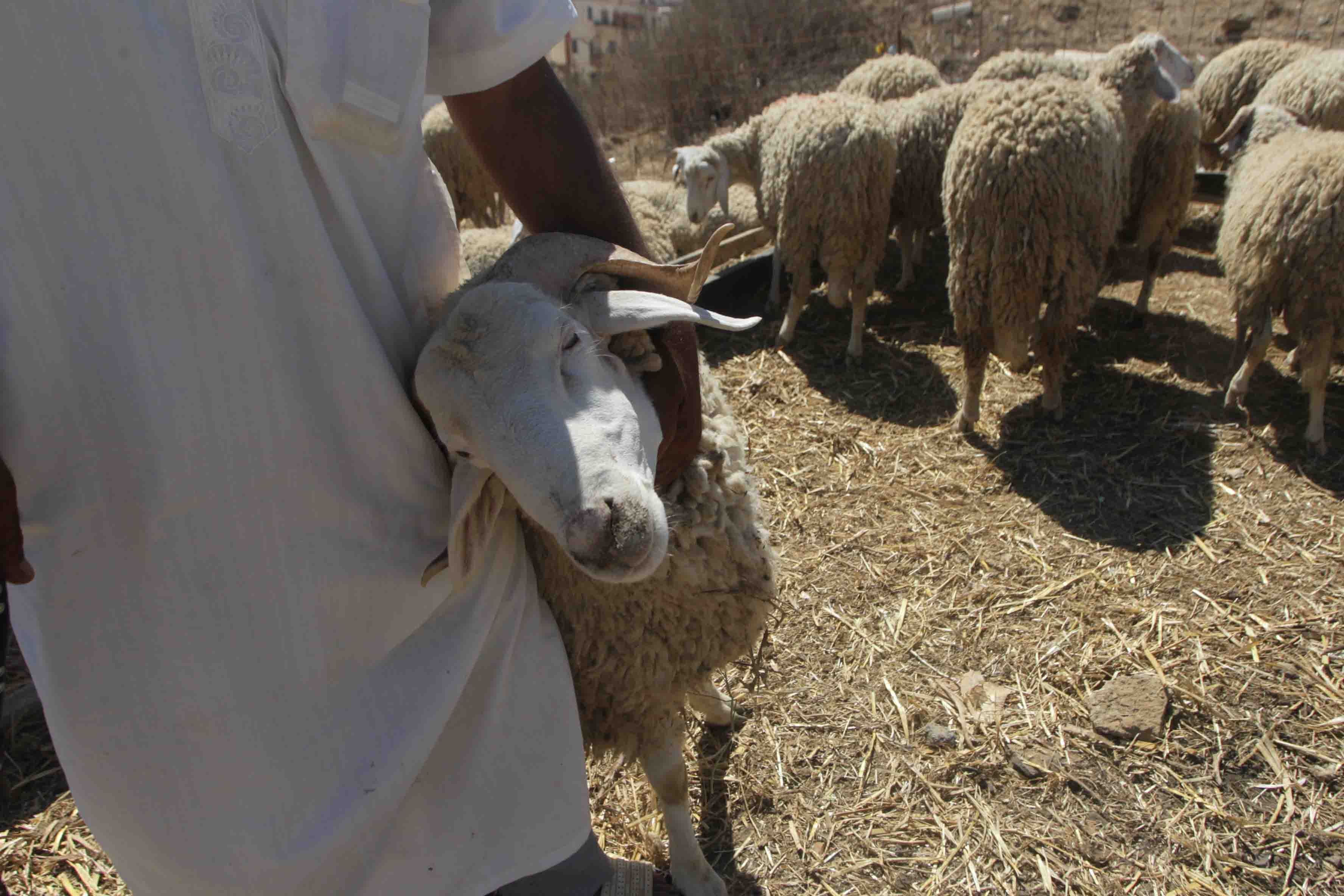 دفتر شروط لبيع أضاحي العيد