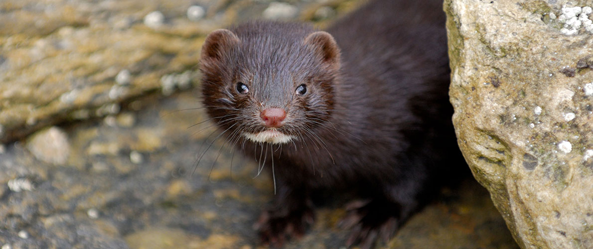 هولندا: حالة ثانية لانتقال الفيروس من حيوان المينك للإنسان