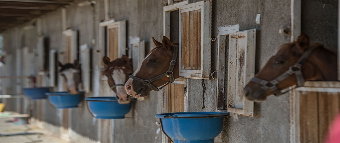 فيروس جديد يستهدف الخيول في تايلاند
