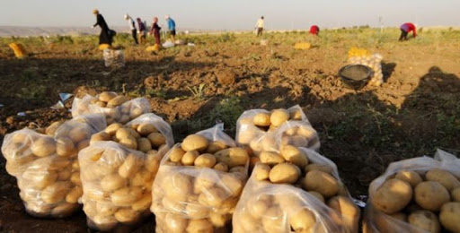 تسوية مستحقات الفلاحين والمتعاملين المخزنين لبطاطا الاستهلاك