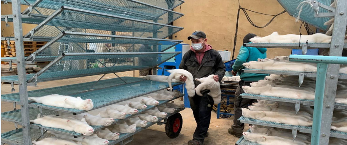 انتشار كورونا في مزرعة لحيوانات المنك بفرنسا