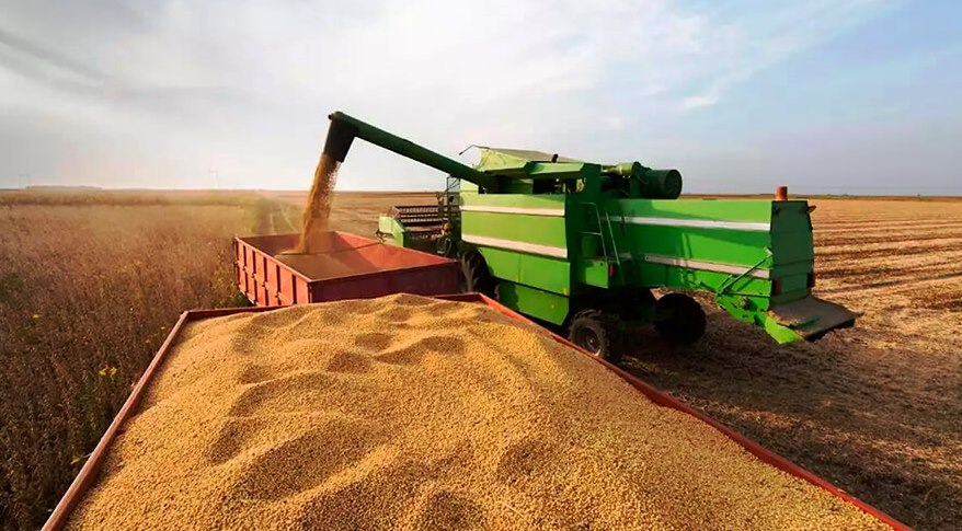 الجزائر توافق على شراء القمح اللين بـ263 دولار