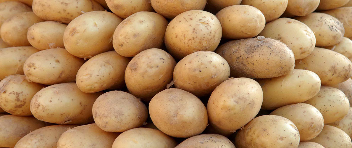 بطاطا: واردات البذور انخفضت بأكثر من 50 بالمائة