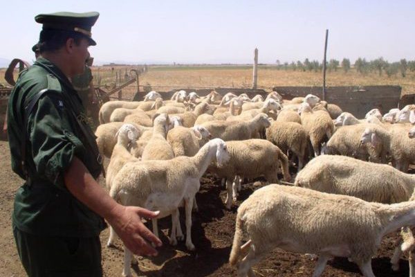 الاطاحة بشبكة وطنية مختصة في سرقة الابقار المواشي