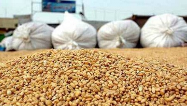 شركة حبوب روسية تستهدف السوق الجزائرية