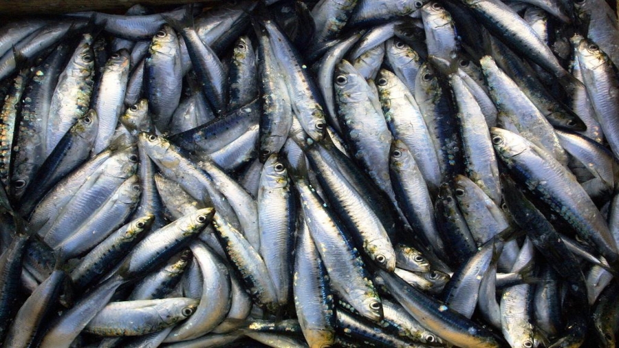 لهذه الأسباب ارتفعت أسعار السردين