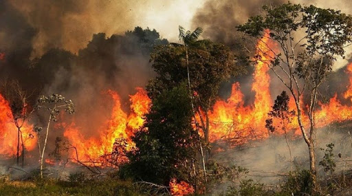 البويرة: حريق يتلف 25 هكتار من الغابات