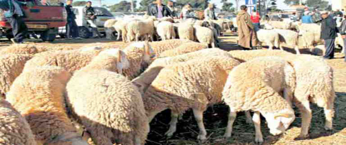 غلق الأسواق الأسبوعية للمواشي بسكيكدة