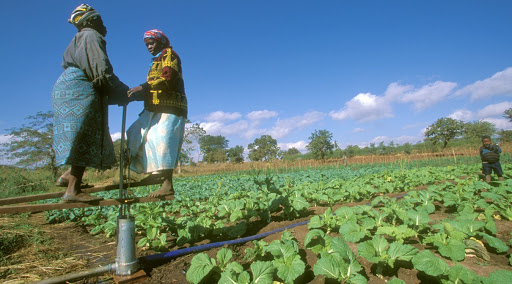 ارتفاع مؤشر أسعار الغذاء العالمية