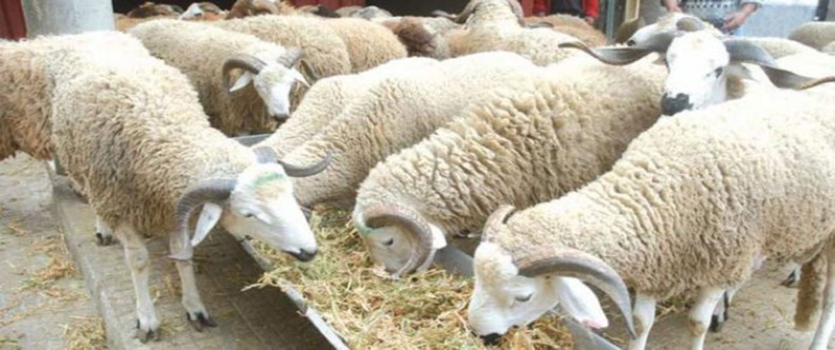 فتوى اللجنة الوزارية بخصوص شعيرة الذبح