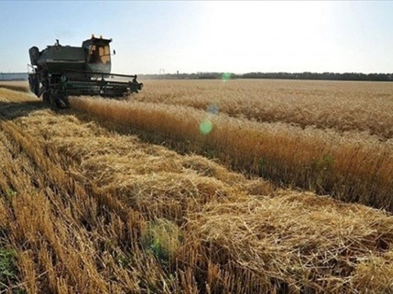 الجزائر تشتري 117 ألف طن من علف الشعير